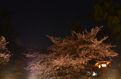 靖国神社　夜桜