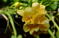 春の花