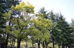 日比谷公園２０１４・４・１１