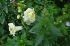P1000268