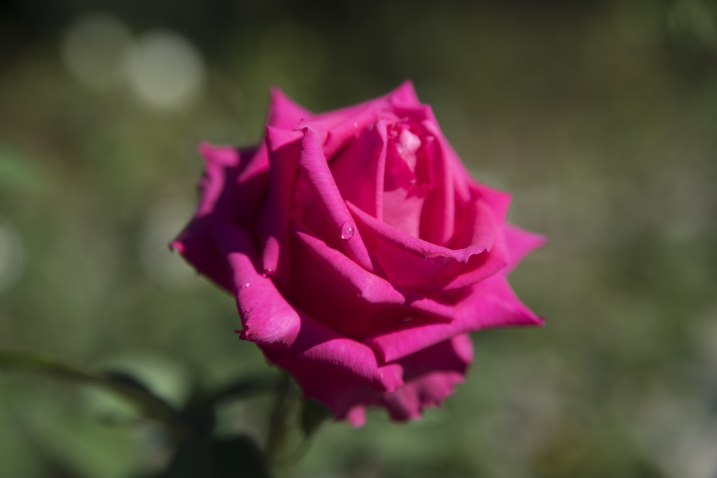 神代植物公園　秋薔薇