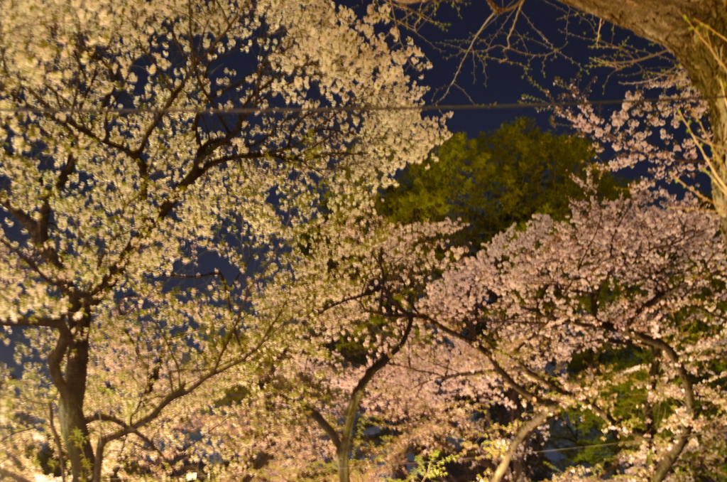 靖国神社　夜桜