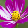 芦花公園　コスモス