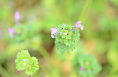 芝離宮