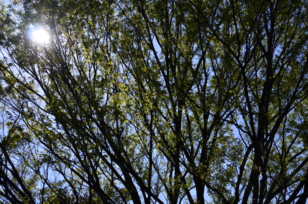 ２０１４．４．４　代々木公園