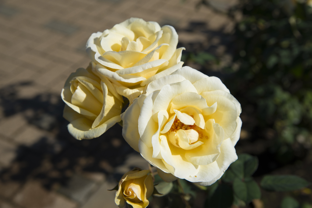 神代植物公園　秋薔薇