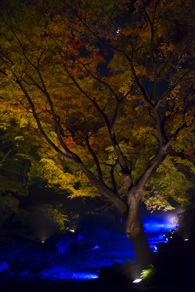 六義園　紅葉ライトアップ