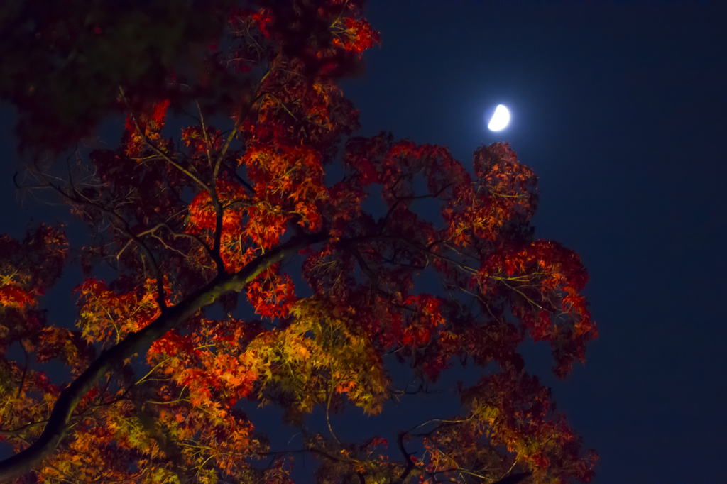 六義園　紅葉ライトアップと月