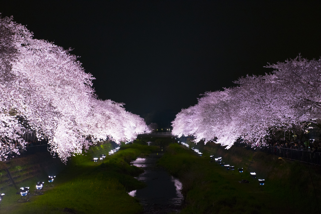 一夜限りの野川の桜ライトアップ