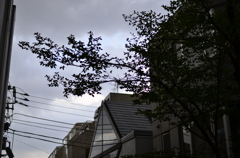 原宿