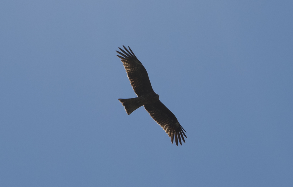 鳶