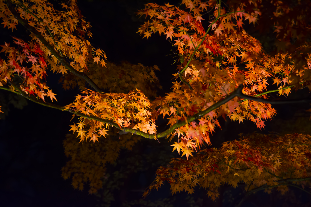 六義園　紅葉ライトアップ