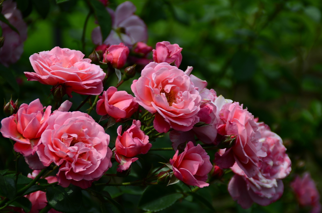 新宿御苑にて　薔薇