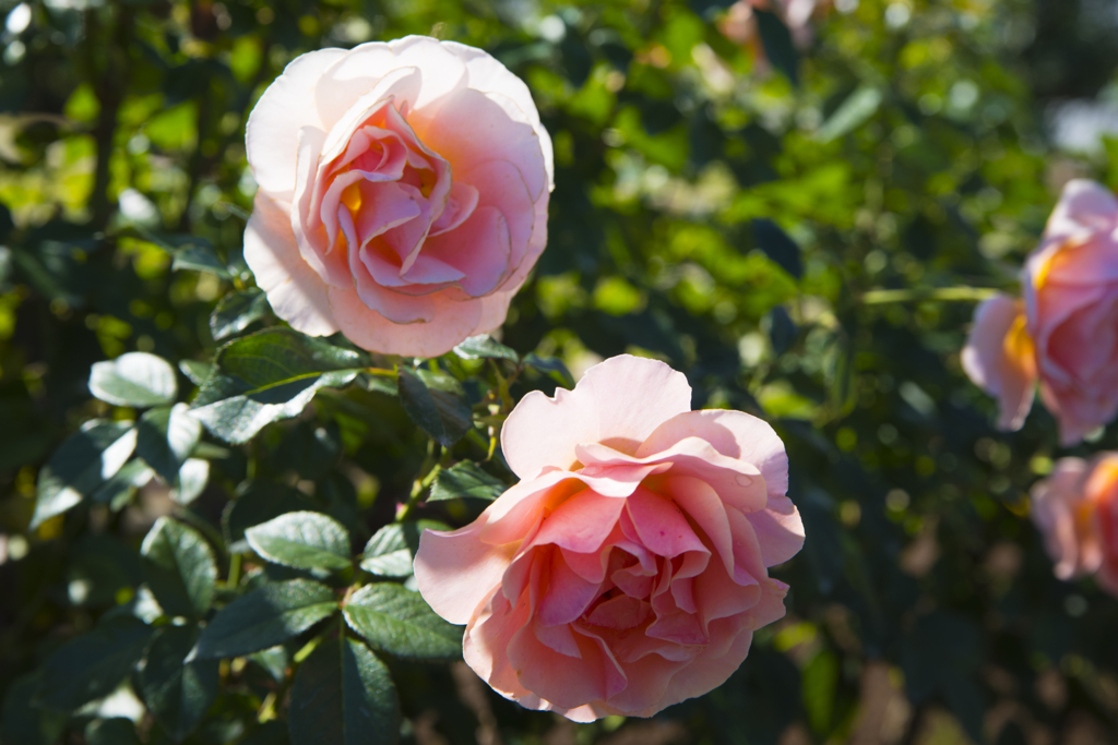 神代植物公園　秋薔薇