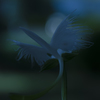 木陰のサギソウ