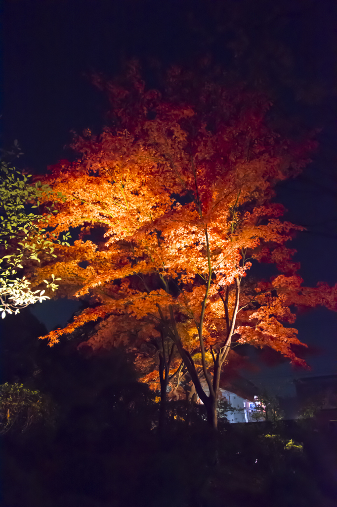 六義園　紅葉ライトアップ