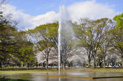 ２０１４．４．４　代々木公園