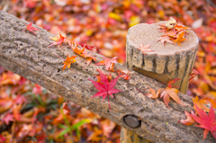 長沼公園　紅葉