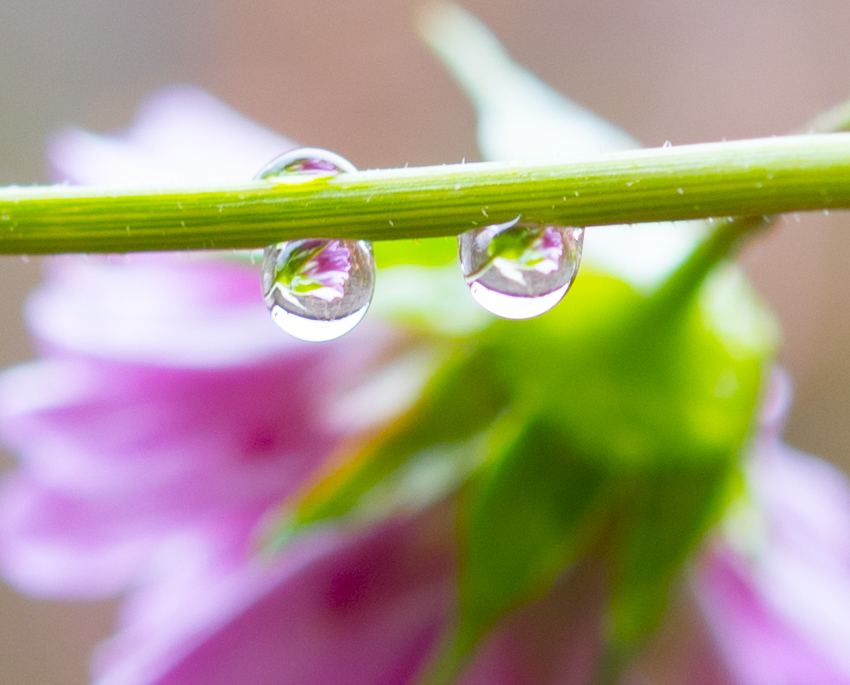 雨粒の中のコスモス