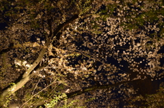 靖国神社　夜桜