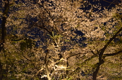 靖国神社　夜桜