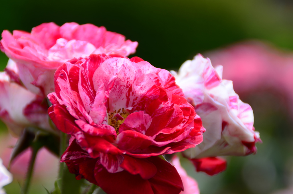 新宿御苑にて　薔薇