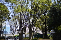 ２０１４．４．４　代々木公園