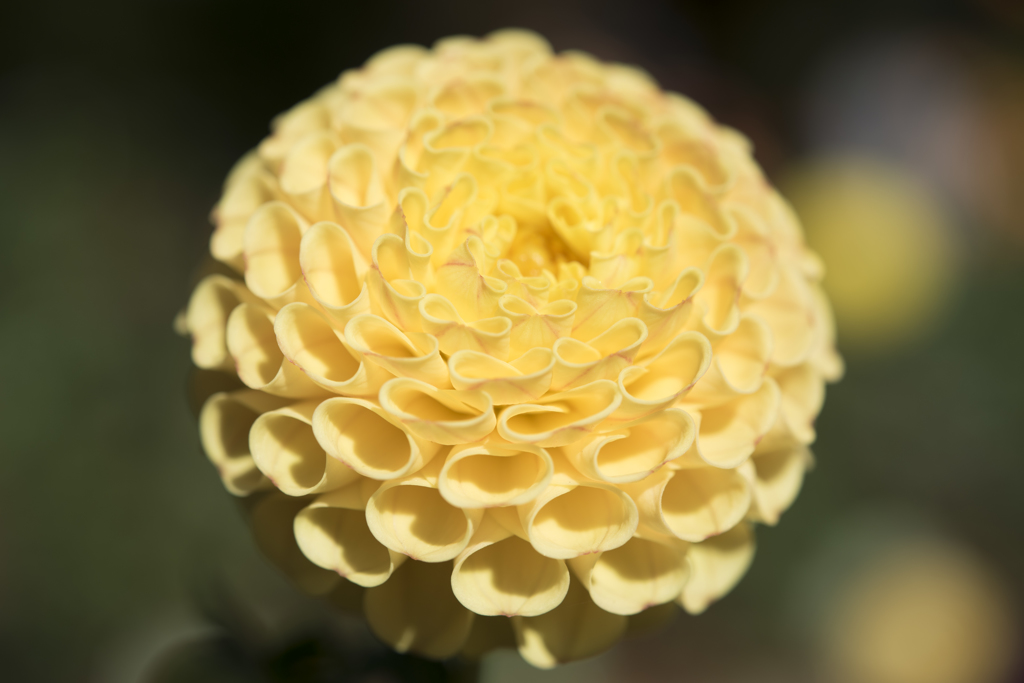 神代植物公園　ダリア