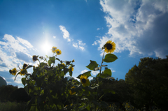 芦花公園　夏の忘れ物