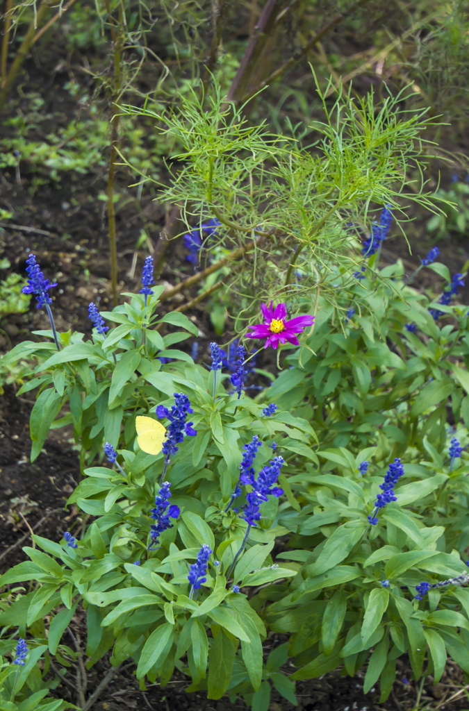 芦花公園　モンキ蝶