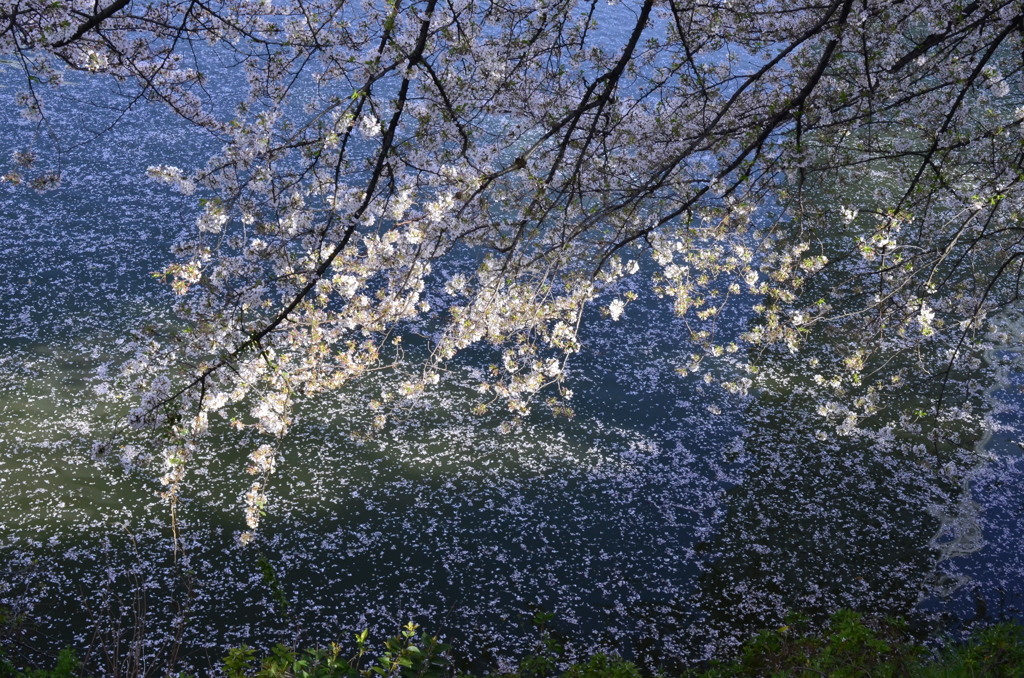 四ツ谷から靖国散歩　水面の花びら