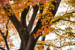 長沼公園　紅葉