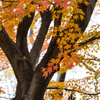 長沼公園　紅葉