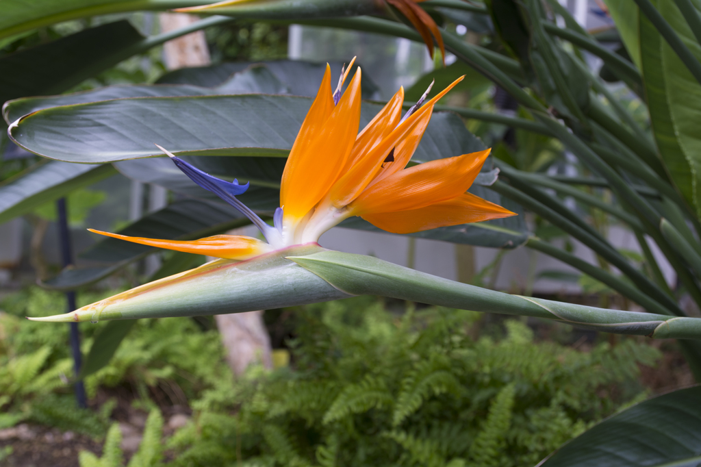 箱根強羅公園　極楽鳥花