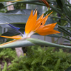 箱根強羅公園　極楽鳥花