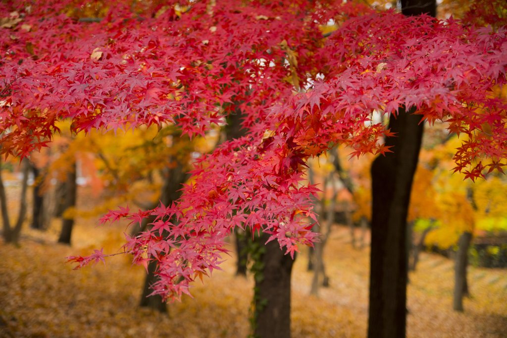 長沼公園　紅葉