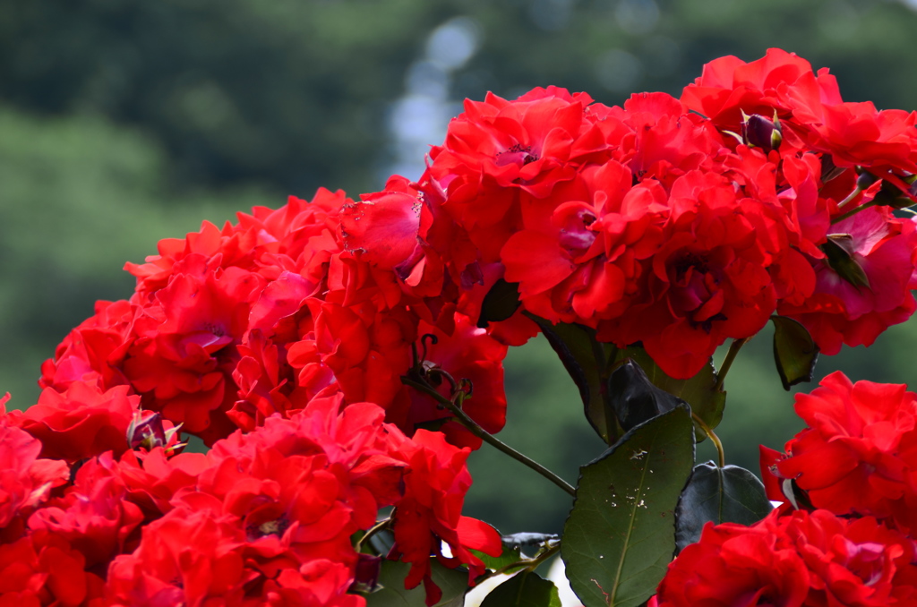 新宿御苑にて　薔薇