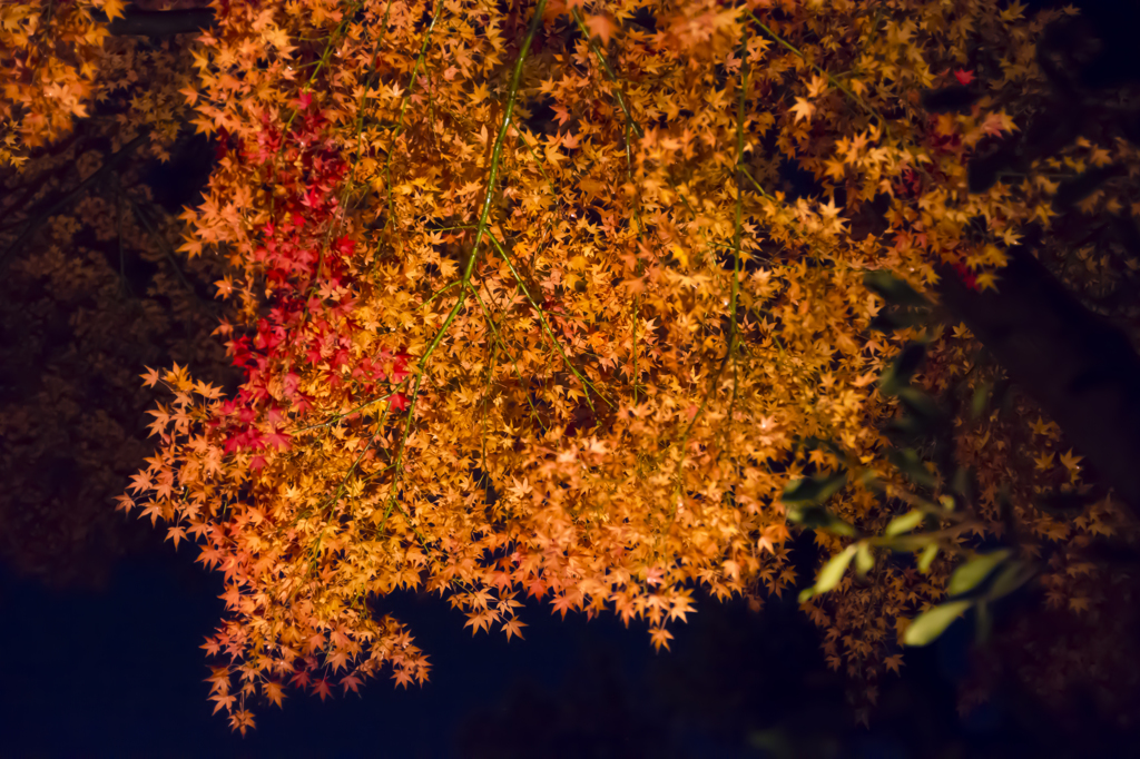 六義園　紅葉ライトアップ