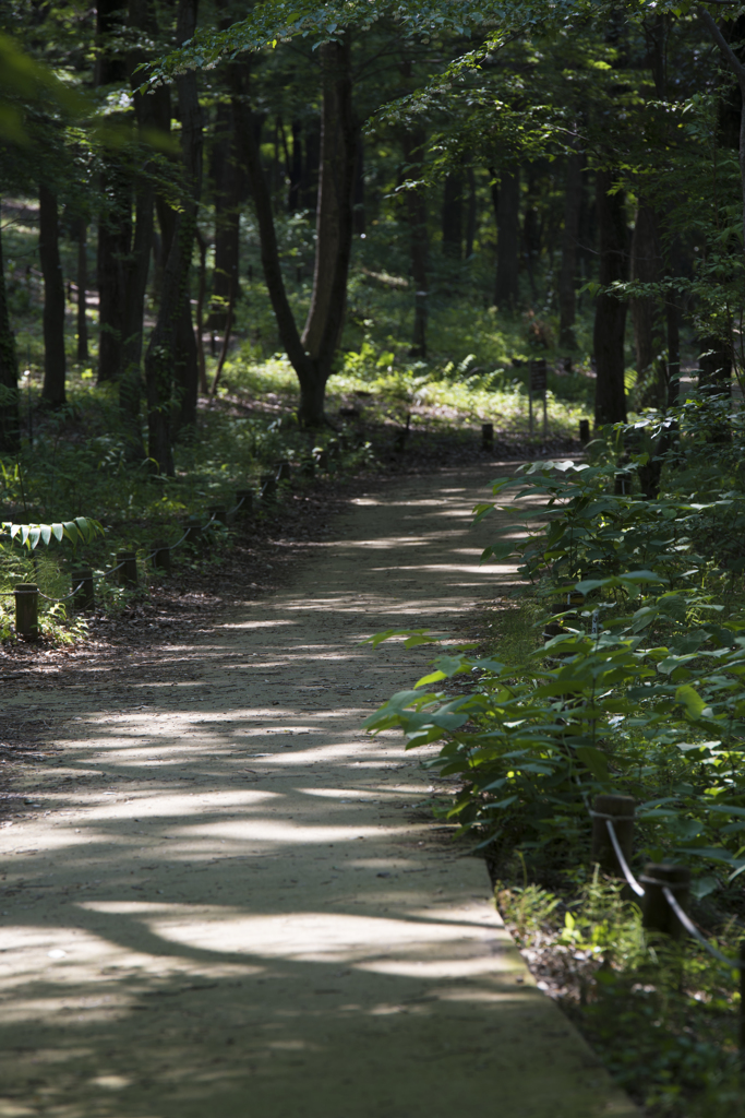 昭和記念公園　木漏れ日の道