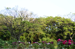 浜離宮恩賜庭園