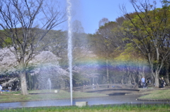 ２０１４．４．４　代々木公園　虹！虹！虹！