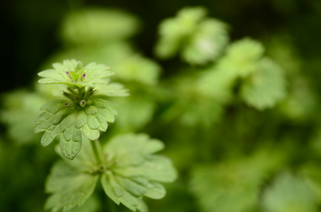 野草