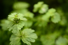 野草