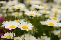 春の花