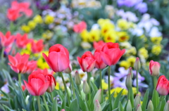 ２０１４．４．４　代々木公園