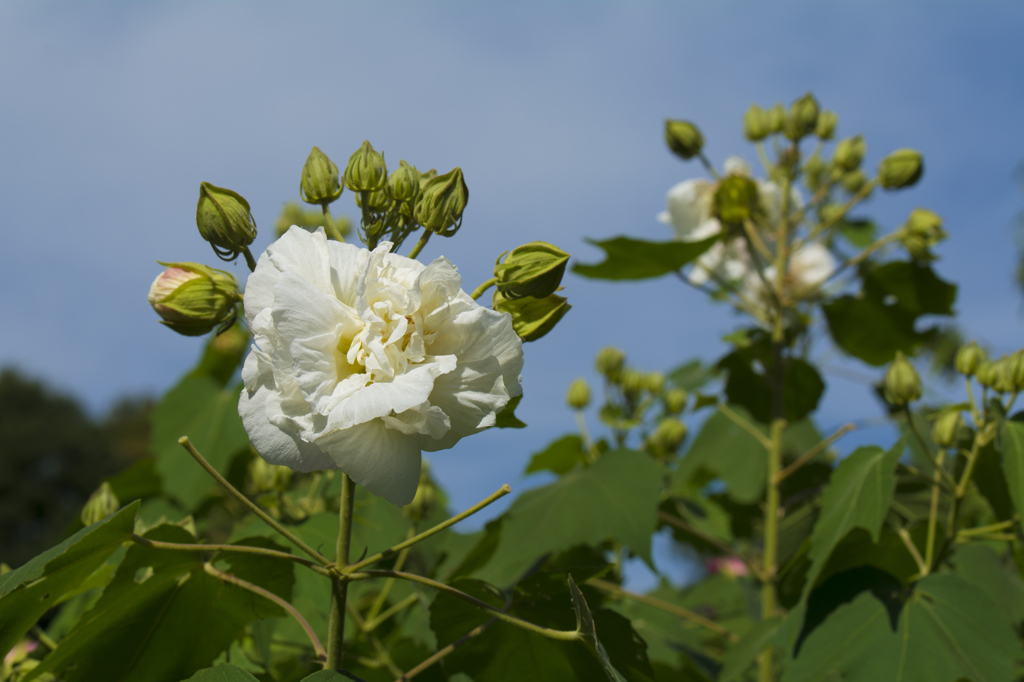 神代植物公園　扶洋