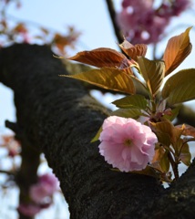 芝離宮