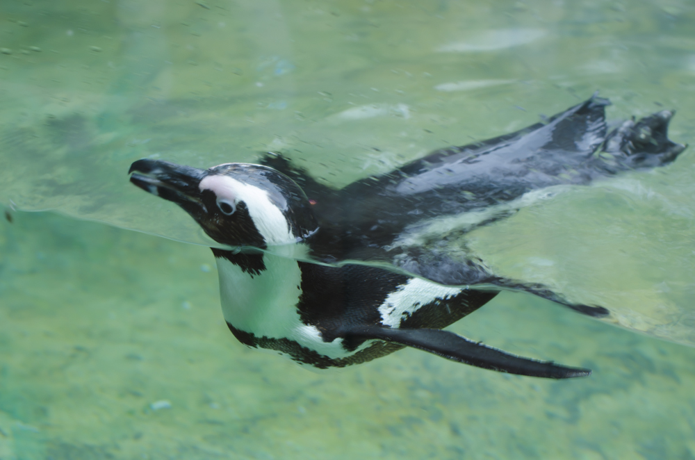 人懐こいペンギン