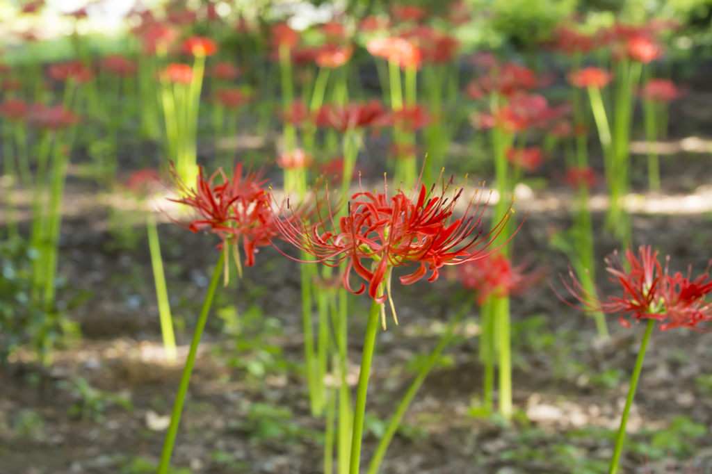 神代植物公園　彼岸花