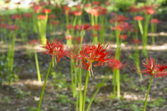 神代植物公園　彼岸花